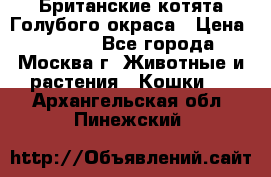 Британские котята Голубого окраса › Цена ­ 8 000 - Все города, Москва г. Животные и растения » Кошки   . Архангельская обл.,Пинежский 